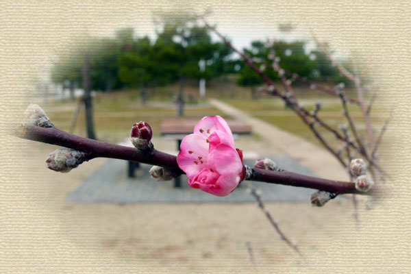 �A�[�����h