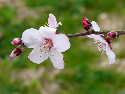 �A�[�����h