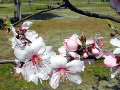 �A�[�����h