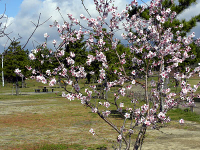 �A�[�����h