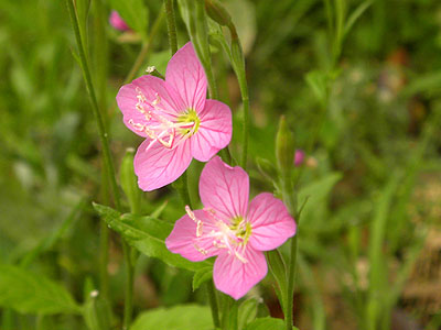 �A�J�o�i���E�Q�V���E