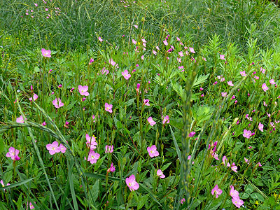 �A�J�o�i���E�Q�V���E