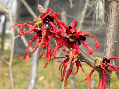 �A�J�o�i�}���T�N