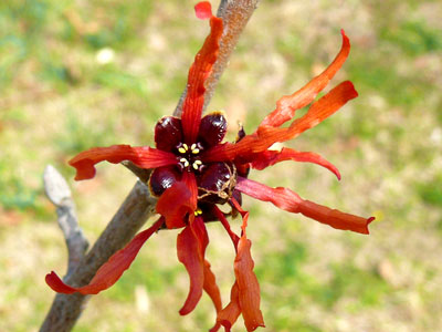 �A�J�o�i�}���T�N