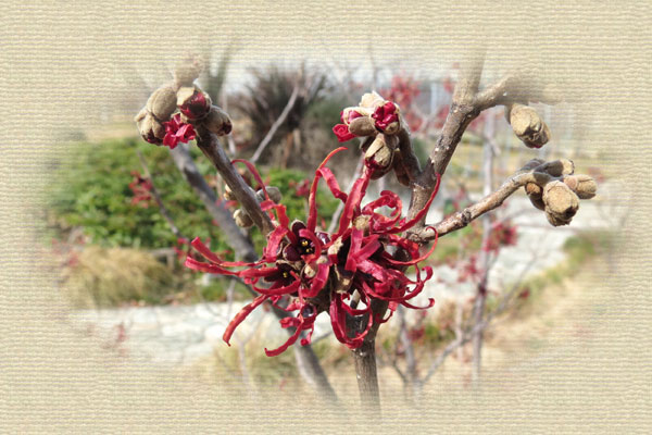 �A�J�o�i�}���T�N