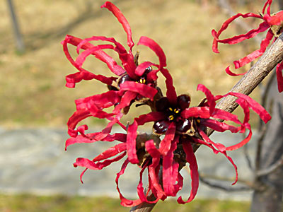 �A�J�o�i�}���T�N