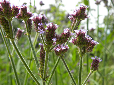 �A���`�n�i�K�T