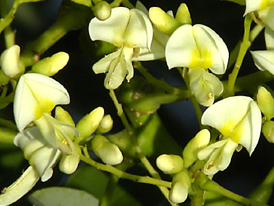 �G���W��