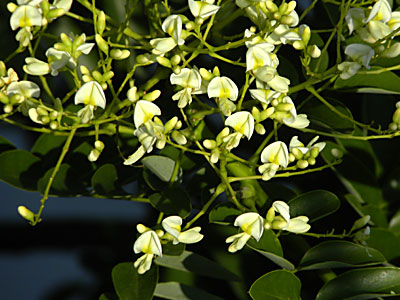 �G���W��