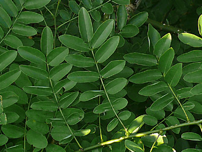 �G���W��