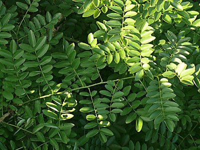 �G���W��