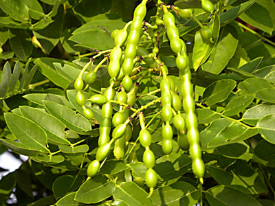 �G���W��