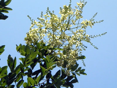 �G���W��