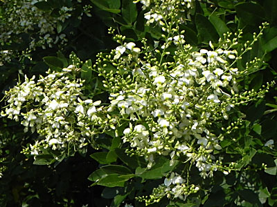 �G���W��