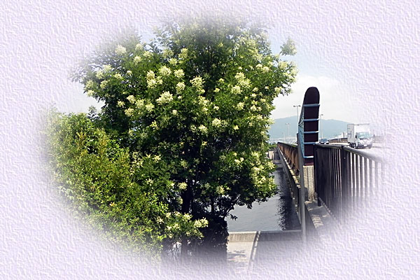 �G���W��