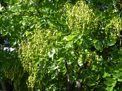 �G���W��