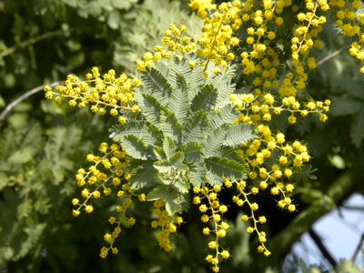 �M�����E�A�J�V�A