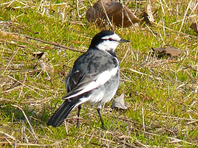 �n�N�Z�L���C