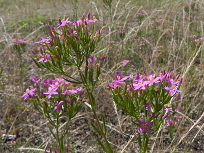 �n�i�n�}�Z���u��