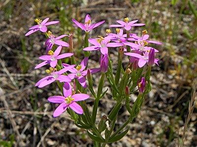 �n�i�n�}�Z���u��