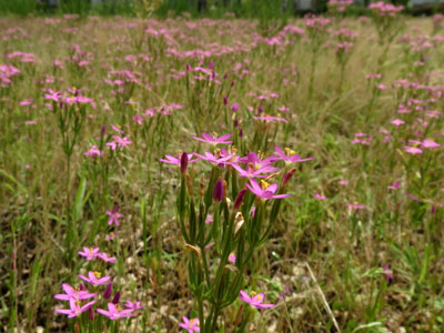 �n�i�n�}�Z���u��