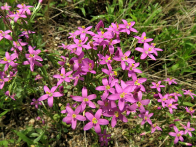 �n�i�n�}�Z���u��