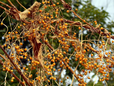 �w�N�\�J�Y��