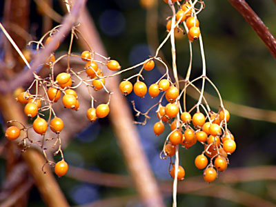 �w�N�\�J�Y��