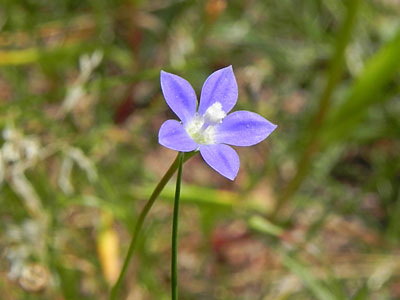 �q�i�M�L���E