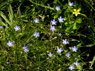 �q�i�M�L���E