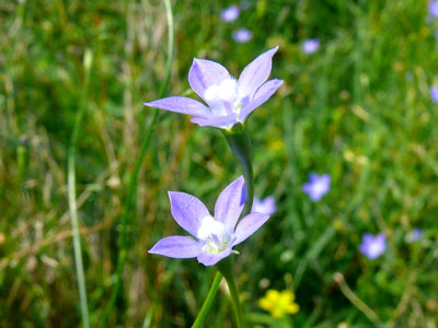 �q�i�M�L���E