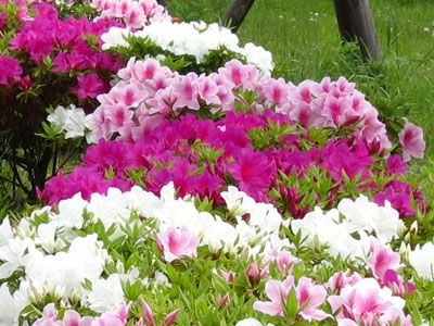 �q���h�c�c�W