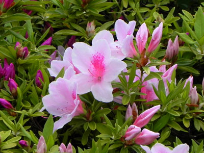 �q���h�c�c�W