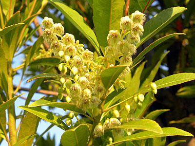 �z���g�m�L