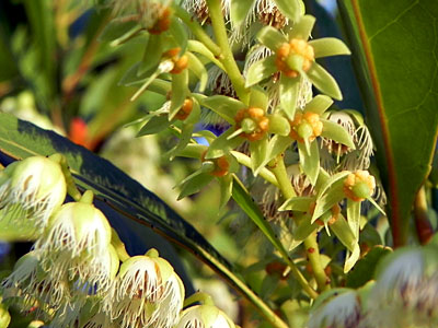 �z���g�m�L