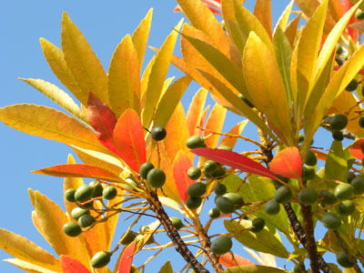 �z���g�m�L