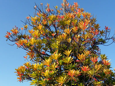 �z���g�m�L