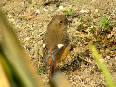 �W���E�r�^�L