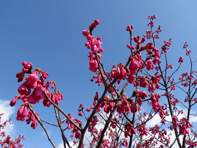 �J���q�U�N��