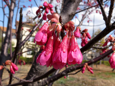 �J���q�U�N��