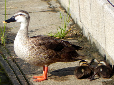 �J���K��