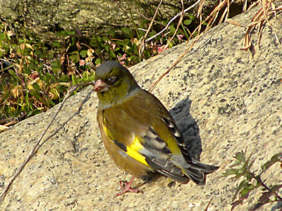 �J�����q��