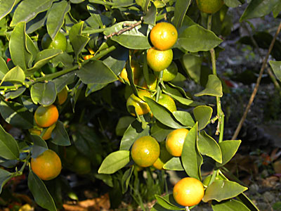 �L���J��