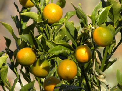 �L���J��