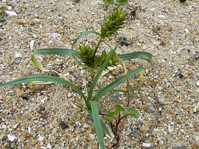 �R�E�{�E�V�o