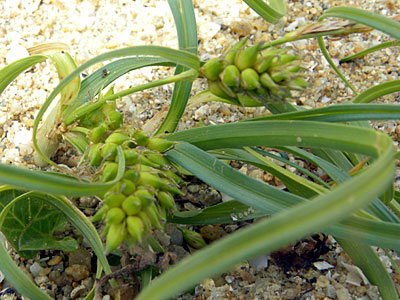 �R�E�{�E�V�o