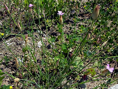 �R���`�i�f�V�R