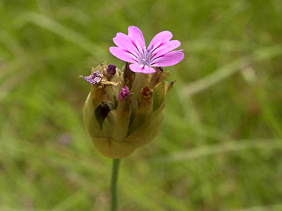 �R���`�i�f�V�R