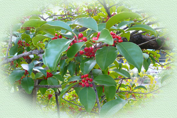 �N���K�l���`