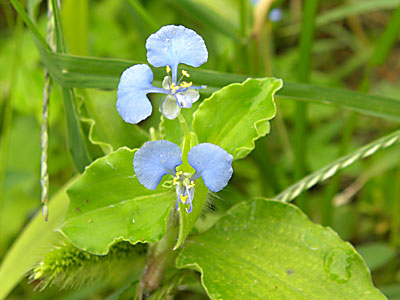 �}���o�c���N�T